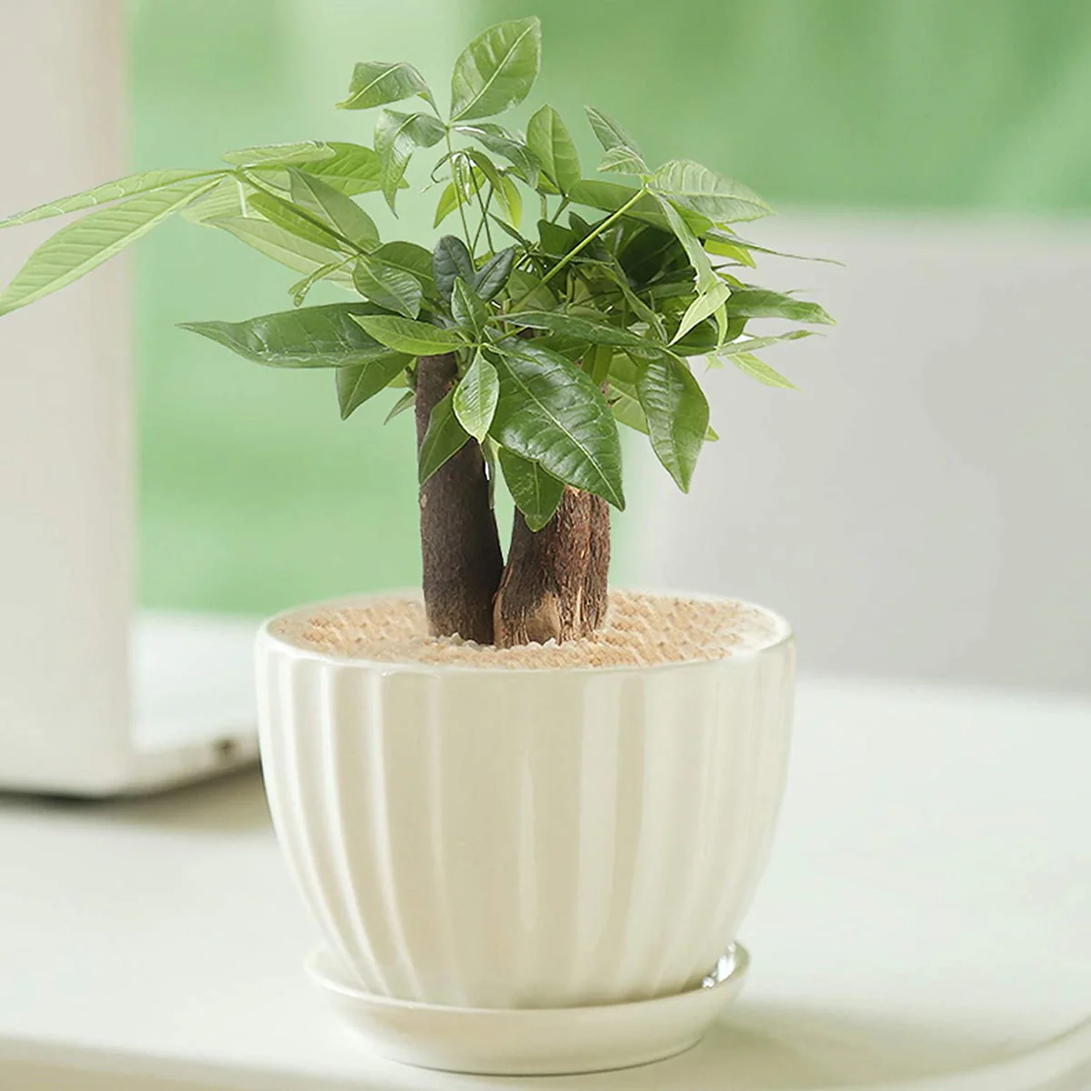 Ceramic Flower pots, White Garden Pots Succulent Cactus Planters with Drainage Saucers, Indoor & Outdoor, Set of 3, Gift for Woman Wife Mother