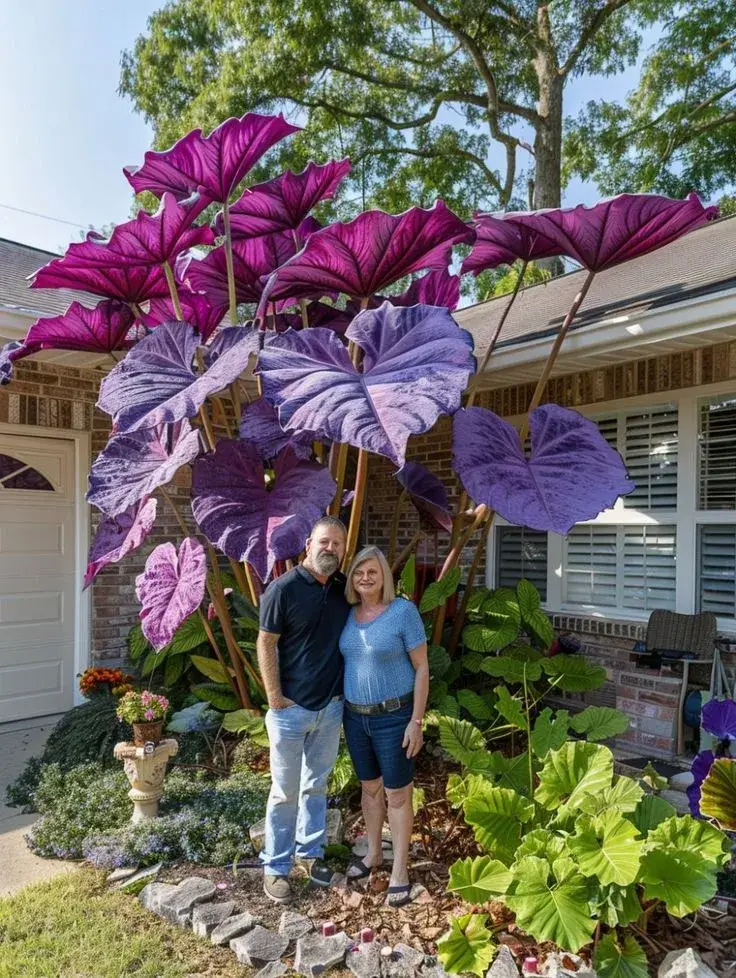 Giant Alocasia seeds Transform Your Space with Tropical Majesty
