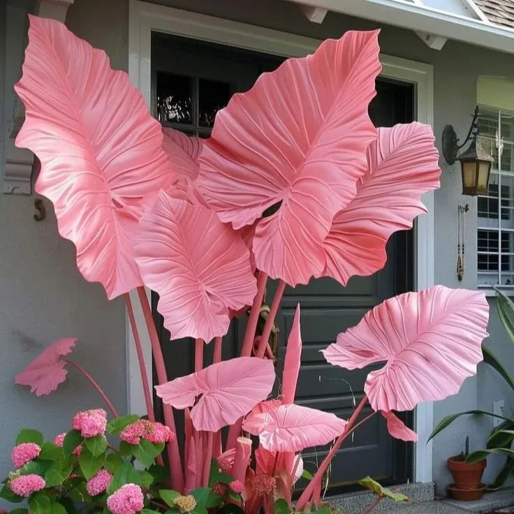 Giant Alocasia seeds Transform Your Space with Tropical Majesty