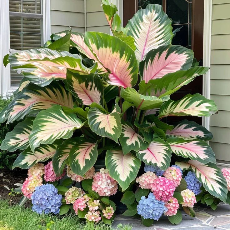 Giant Alocasia seeds Transform Your Space with Tropical Majesty