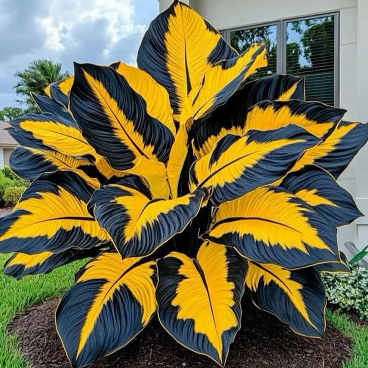 Giant Alocasia seeds Transform Your Space with Tropical Majesty