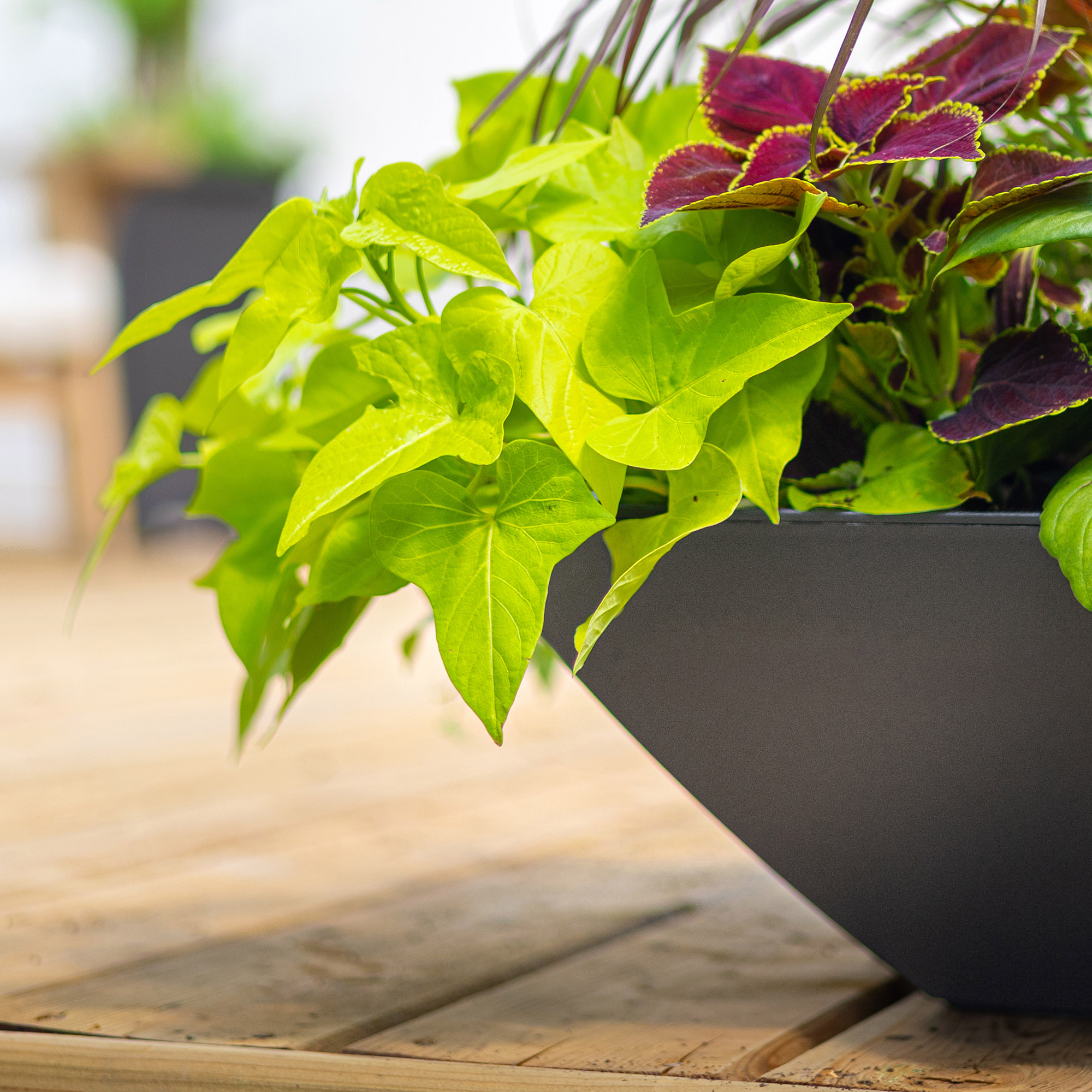 Evolve 20 in. Square Bowl Planters, Black, 2-pack