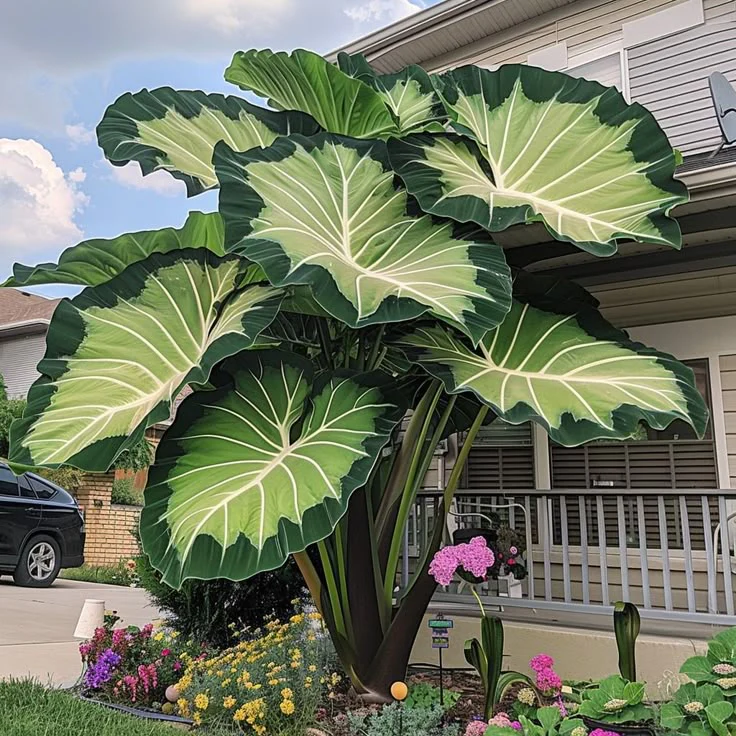 Giant Alocasia seeds Transform Your Space with Tropical Majesty