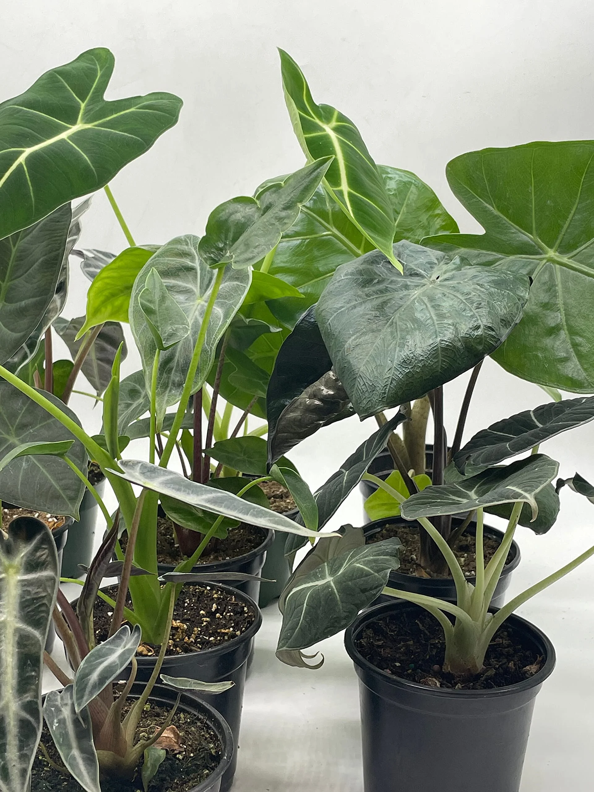 Alocasia Assortment Set, 4 inch pots, 10 Different Alocasias Frydek, Black Velvet, Maharani, Regal Shield, Bambino, Tiny Dancer, Serendiptiy