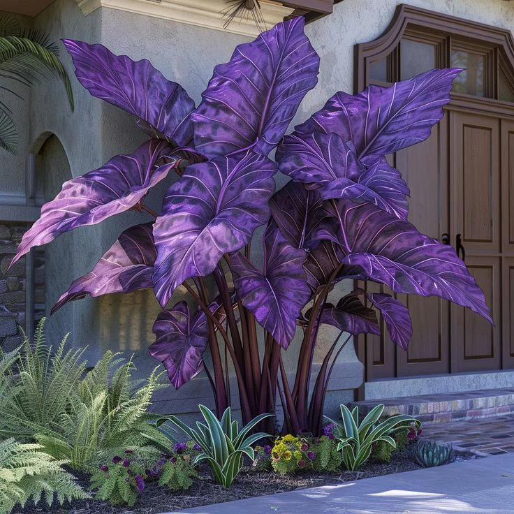 Giant Alocasia seeds Transform Your Space with Tropical Majesty