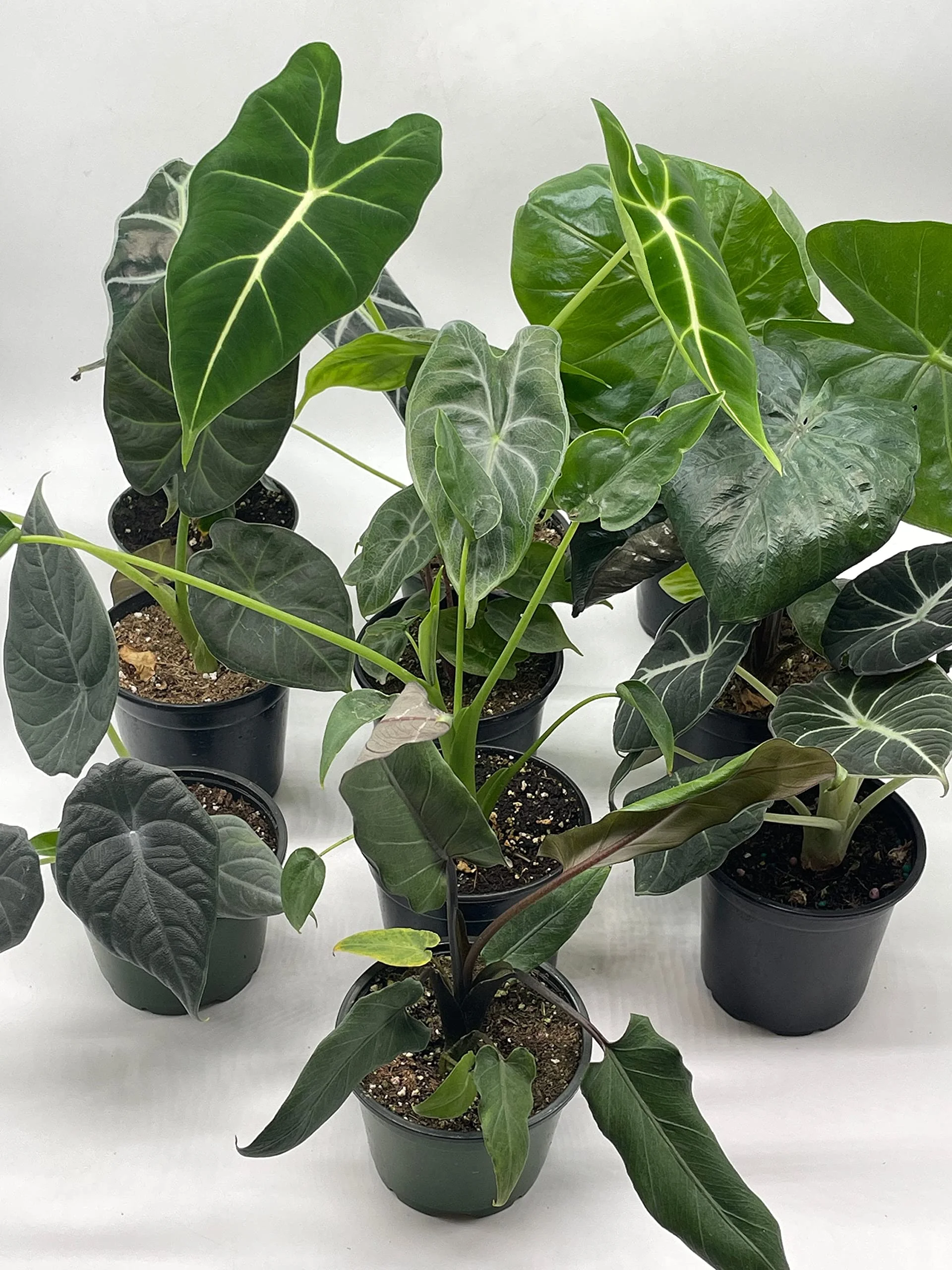 Alocasia Assortment Set, 4 inch pots, 10 Different Alocasias Frydek, Black Velvet, Maharani, Regal Shield, Bambino, Tiny Dancer, Serendiptiy