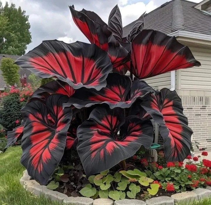 Giant Alocasia seeds Transform Your Space with Tropical Majesty