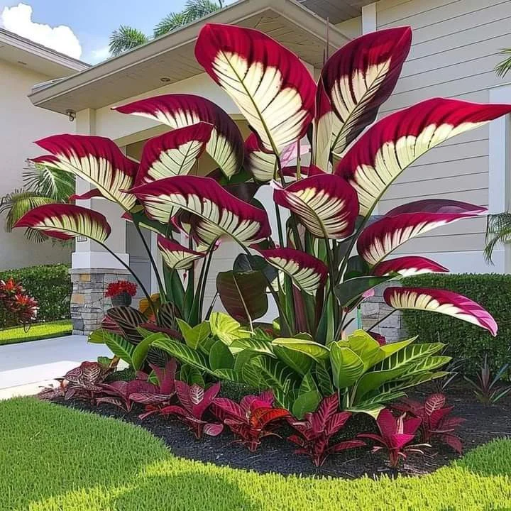 Giant Alocasia seeds Transform Your Space with Tropical Majesty