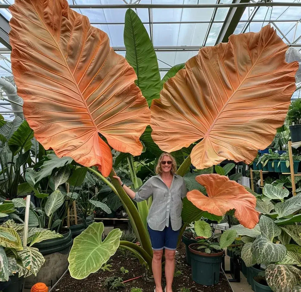 Giant Alocasia seeds Transform Your Space with Tropical Majesty