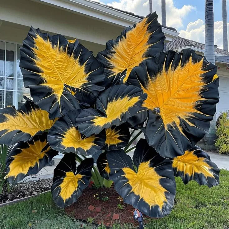 Giant Alocasia seeds Transform Your Space with Tropical Majesty