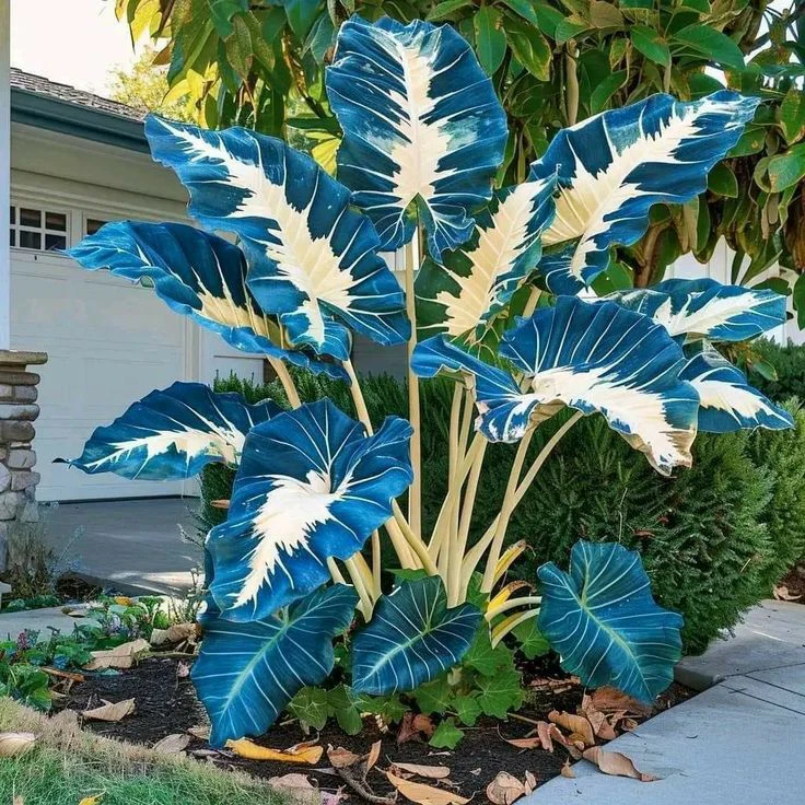Giant Alocasia seeds Transform Your Space with Tropical Majesty