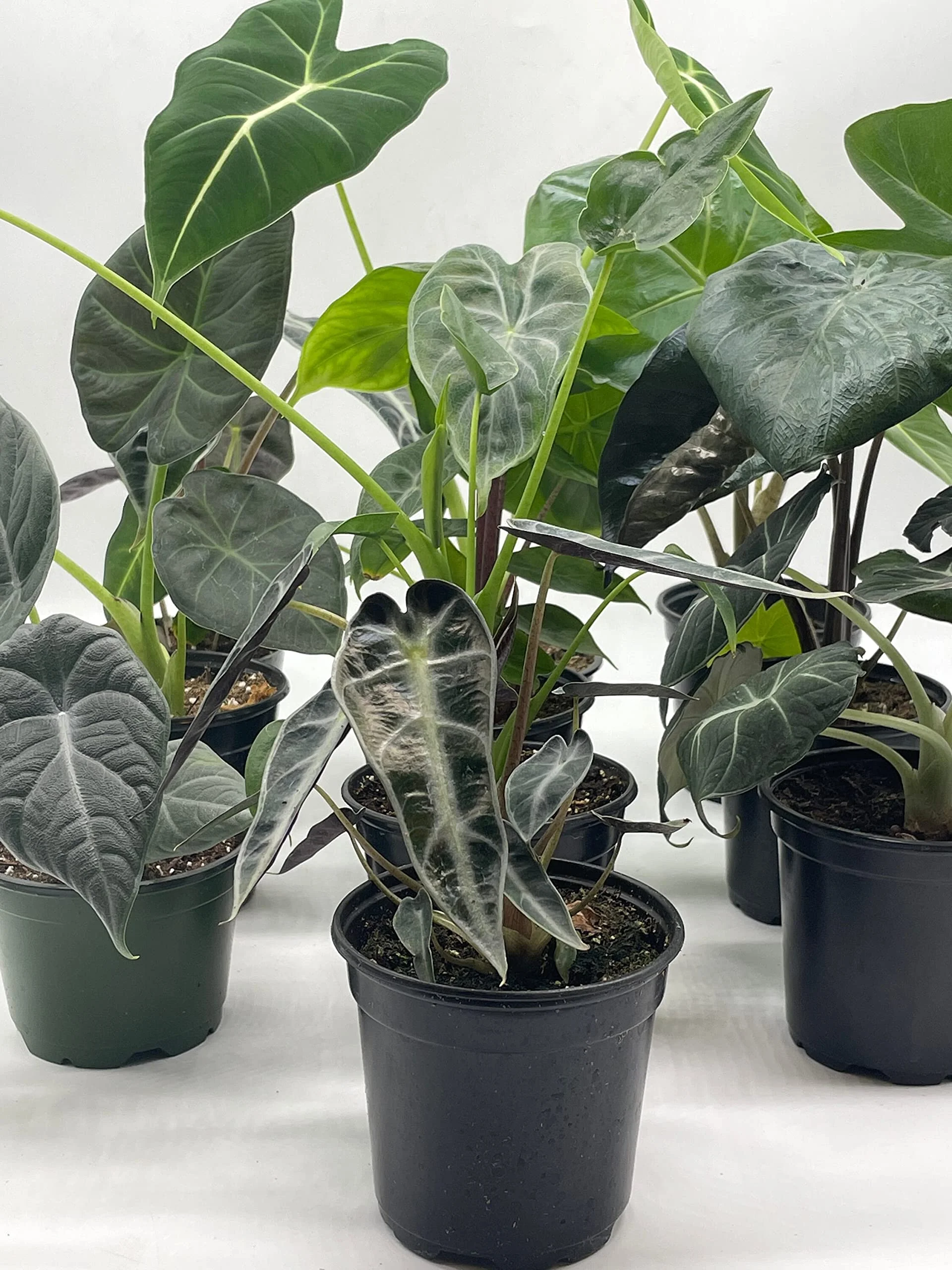 Alocasia Assortment Set, 4 inch pots, 10 Different Alocasias Frydek, Black Velvet, Maharani, Regal Shield, Bambino, Tiny Dancer, Serendiptiy