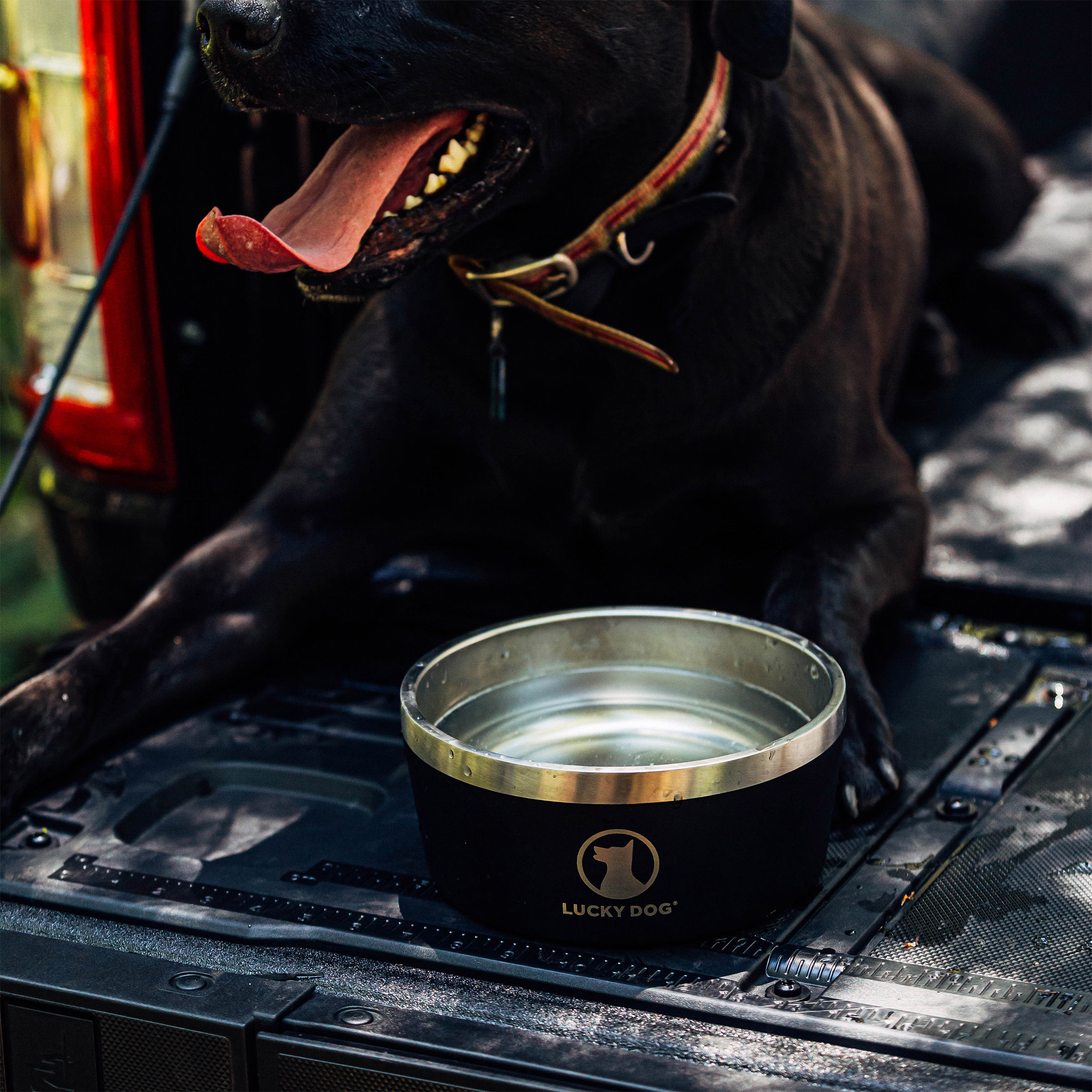Lucky Dog Indulge 8, Double Wall 8 Cup Stainless Steel Dog Bowl, 2-pack