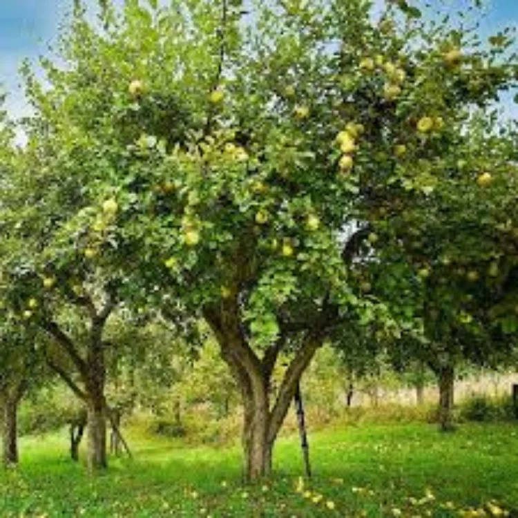 Expert Gardener 3-4 ft. tall Golden Dorsett Apple Live Tree in 7-Gallon Grower Pot