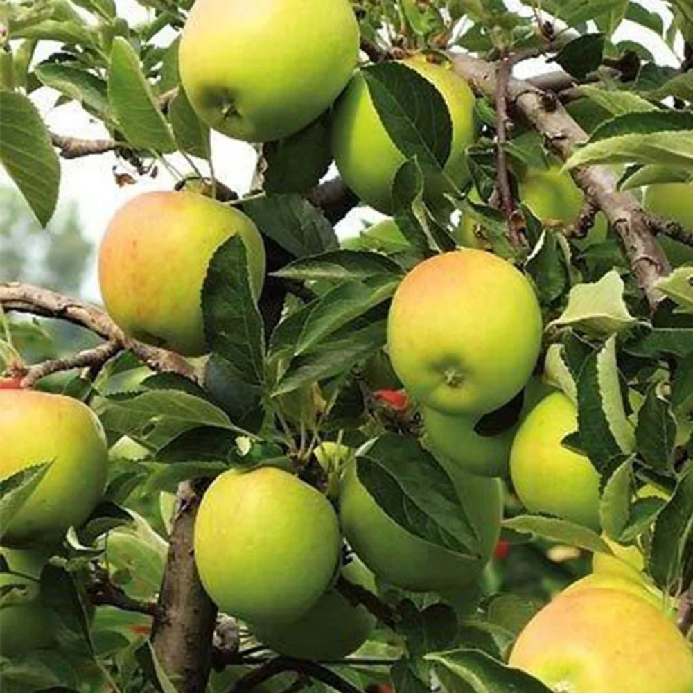 Expert Gardener 3-4 ft. tall Golden Dorsett Apple Live Tree in 7-Gallon Grower Pot