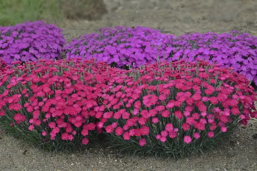 0.65 Gallon Paint The Town Magenta (Dianthus) Live Plant. Purple Flowers