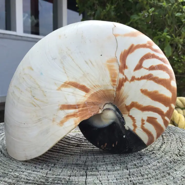 Chambered Tiger Stripe Nautilus Display Shell