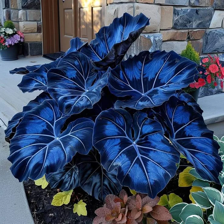 Giant Alocasia seeds Transform Your Space with Tropical Majesty