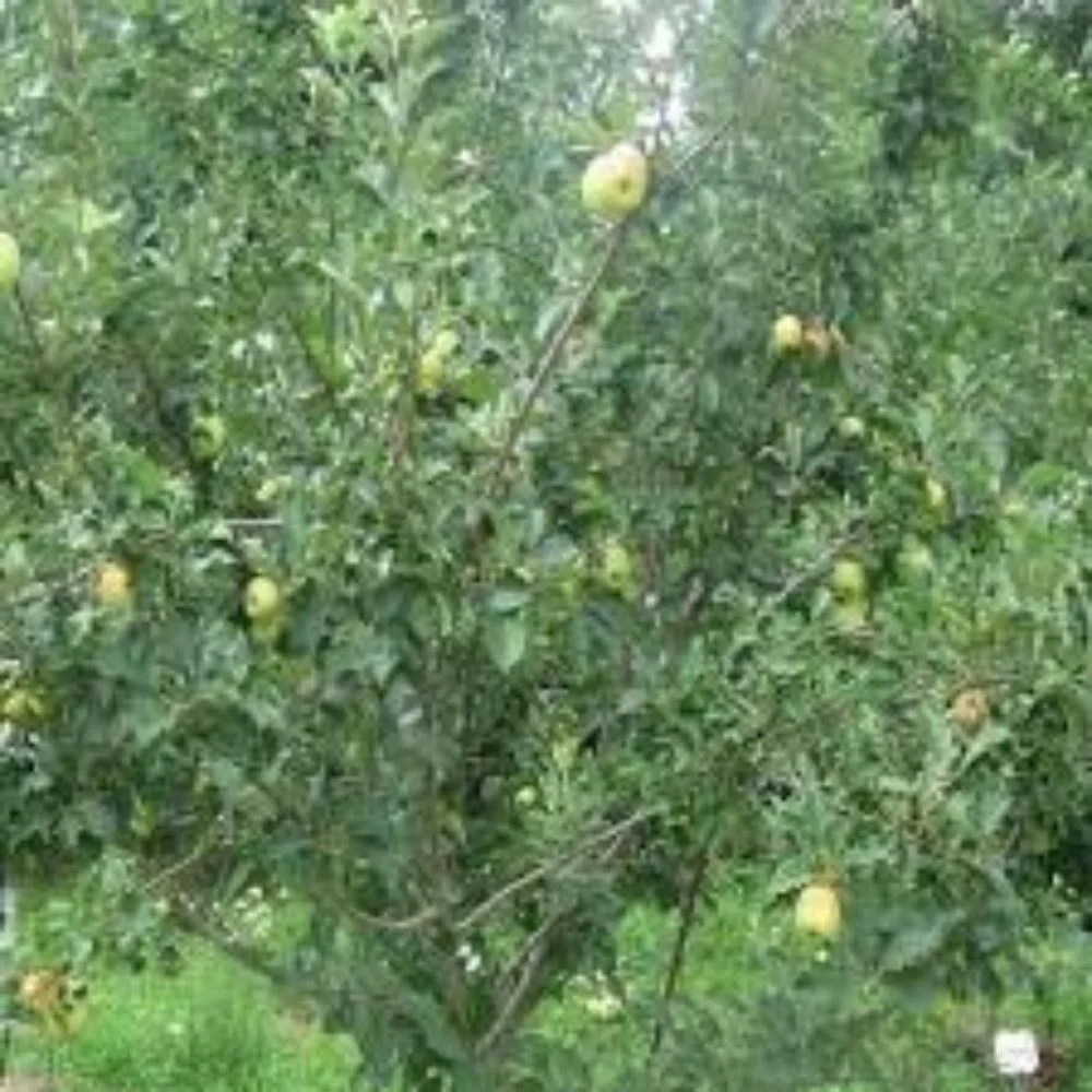 Expert Gardener 3-4 ft. tall Golden Dorsett Apple Live Tree in 7-Gallon Grower Pot