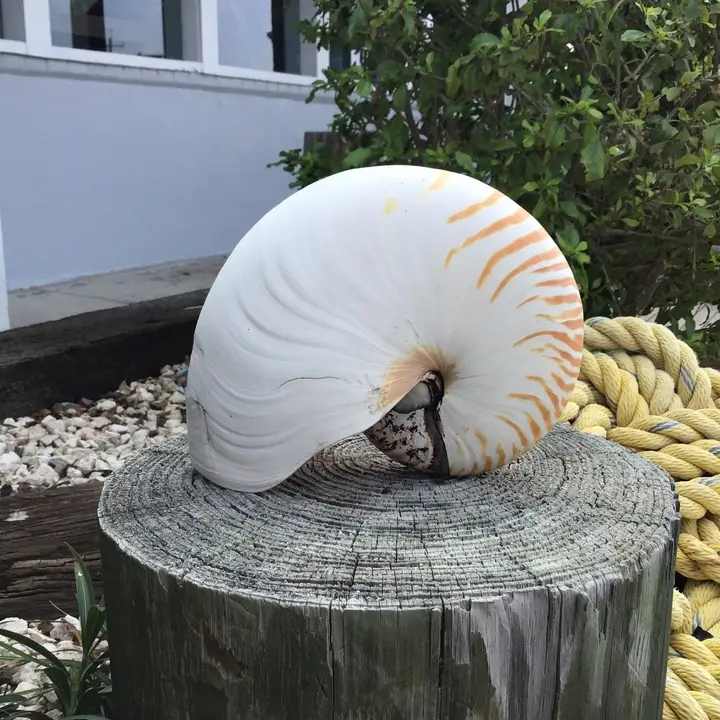 Chambered Tiger Stripe Nautilus Display Shell