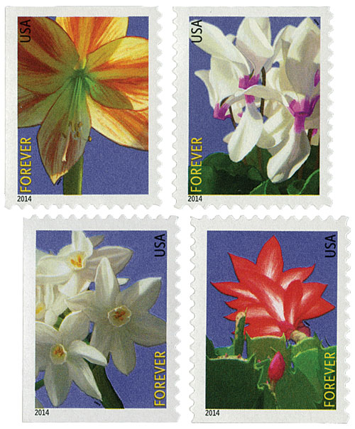2014 Winter Flowers