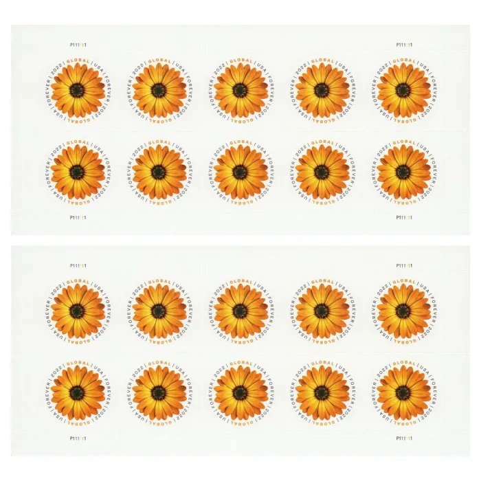 Global African Daisy 2022