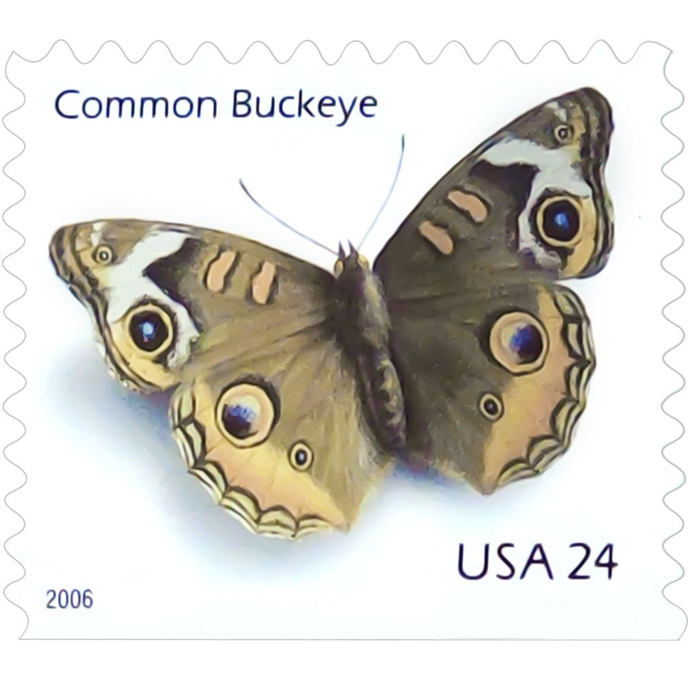 Grey Butterfly 2005