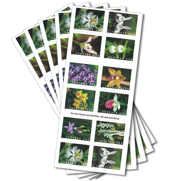Wild Orchids 2020
