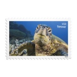 Protect Sea Turtles 2024