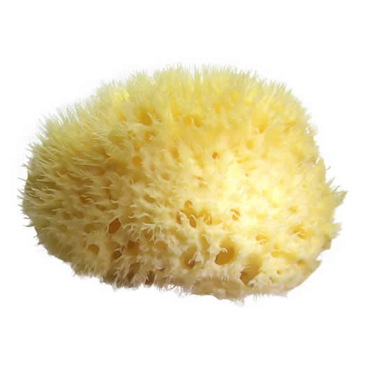 Carloni Spugna Naturale di Mare Misura 17