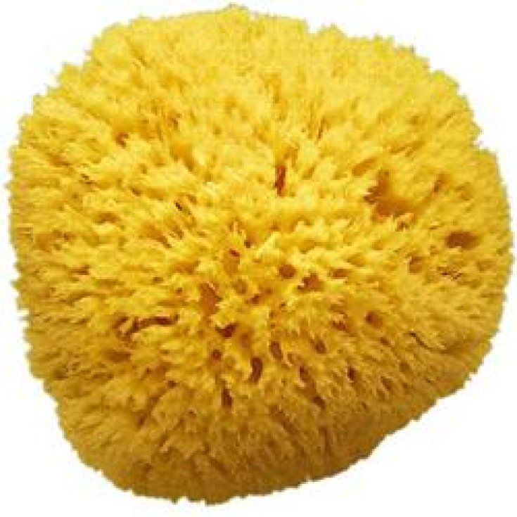 Spugnificoio Bellini Spugna Mare Arcipelago 20 Pezzi