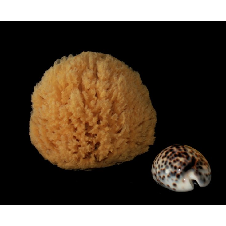 Spugna Barriera Corallina 1scelta 10-11cm Rosenfeld