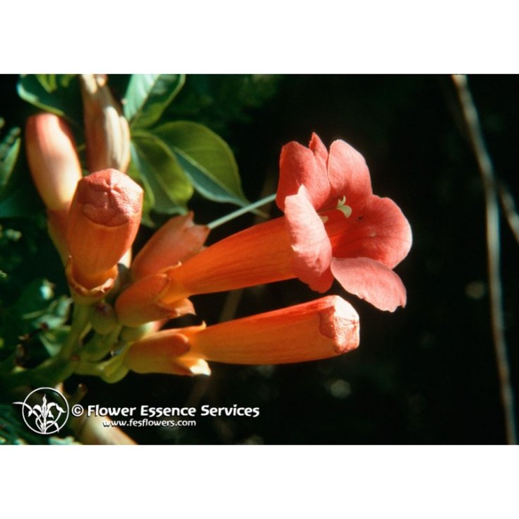 TRUMPET VINE - ESSENZA SINGOLA CALIFORNIANA FES 7,4ml