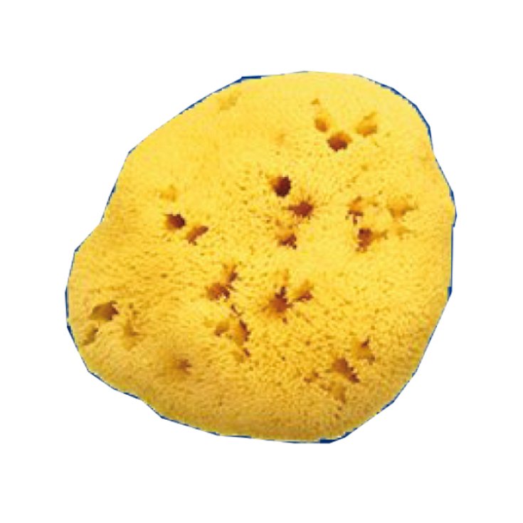 Spugna Nat Fori L 10/11cm 7