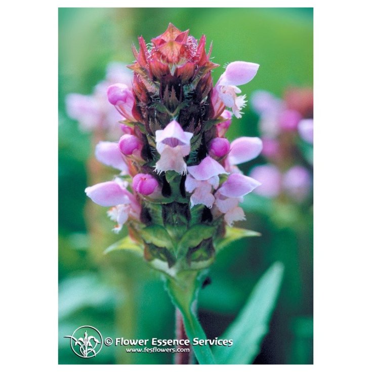 Self Heal Flowers Essences Services 7,4ml