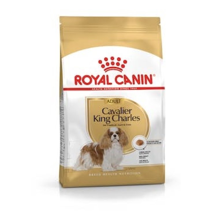 Cavalier King Charles Adult - 1,50KG