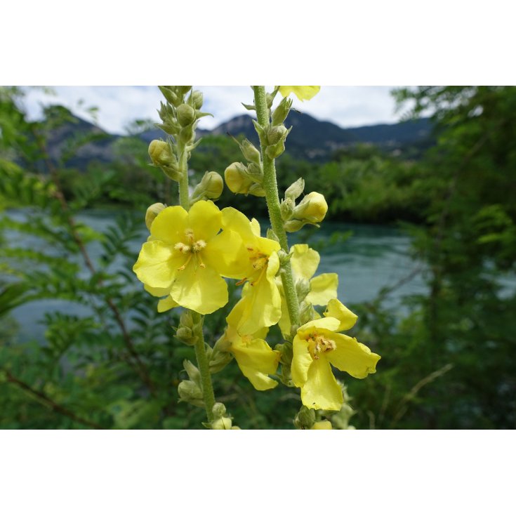 Verbasco Fiori Taglio Tisana Galeno 250g