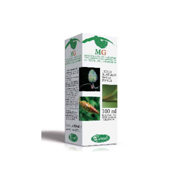 Sangalli Betula Pubescens Gemmoderivato 100ml Mg