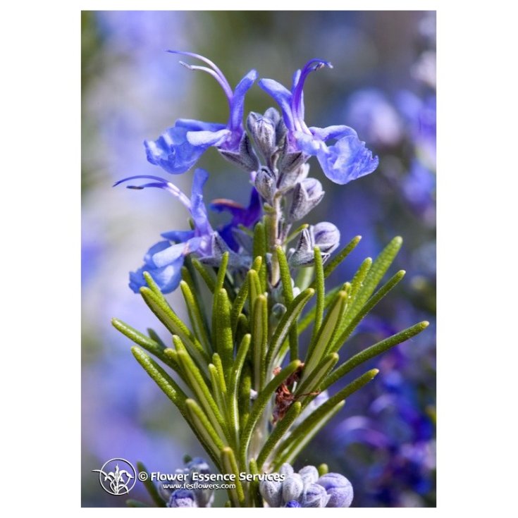 Rosemary Essenze Floreali Californiane 7,4ml
