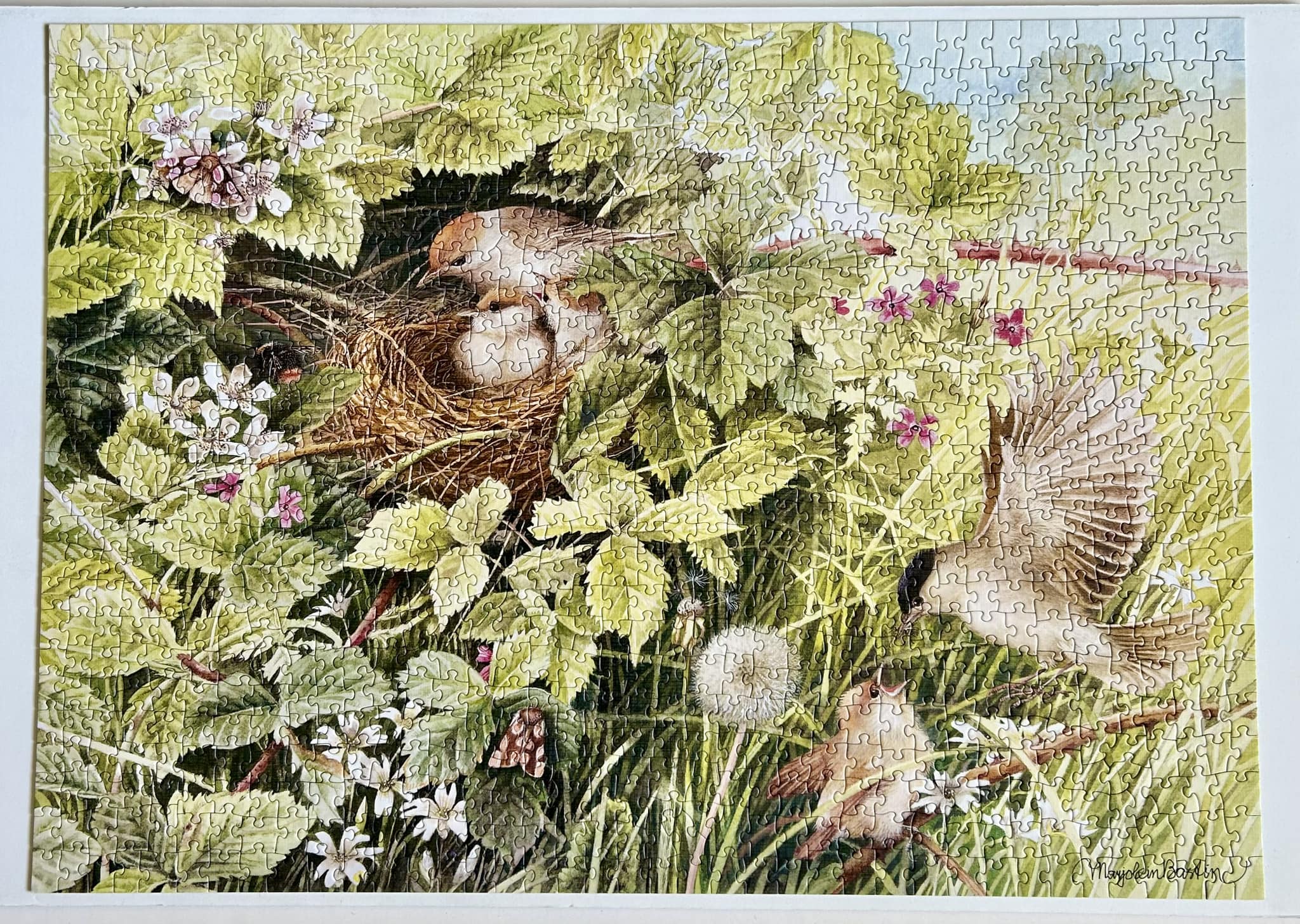 Hidden Nest | 1000 Piece