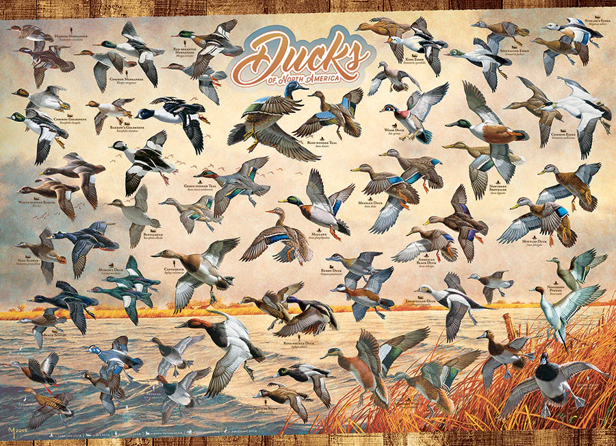 Ducks of North America | 1000 Piece