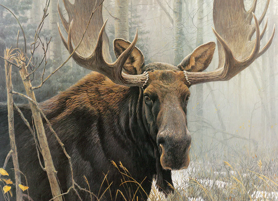 Bull Moose | 500 Piece