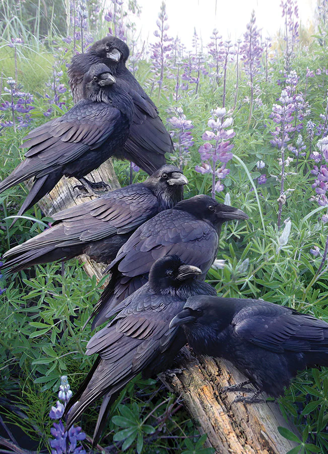 Raven Rendezvous | 1000 Piece