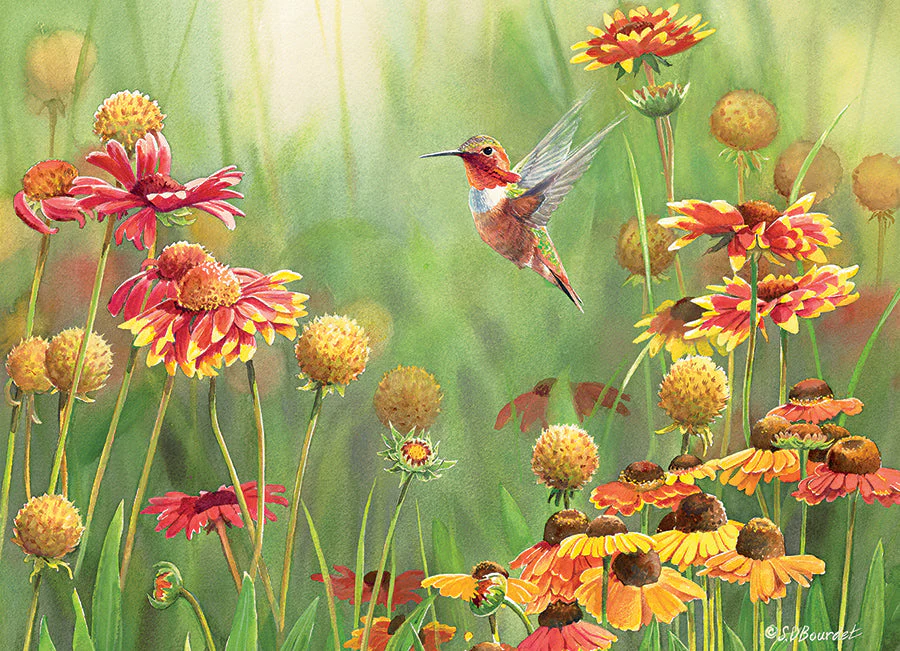 Rufous Hummingbird | 500 Piece