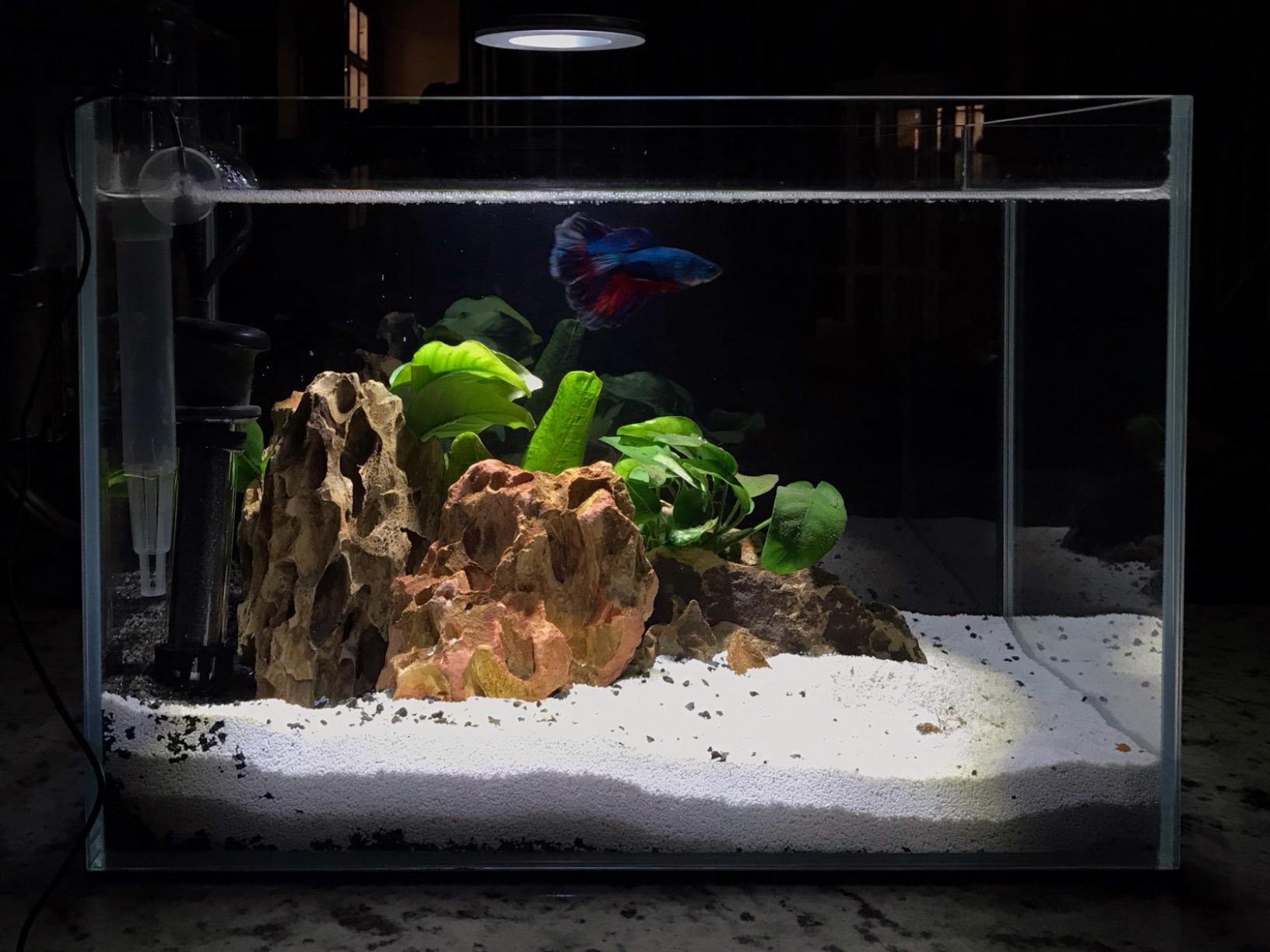 120P 72.2 Gallon Rimless Low Iron Aquarium Tank, 47.2