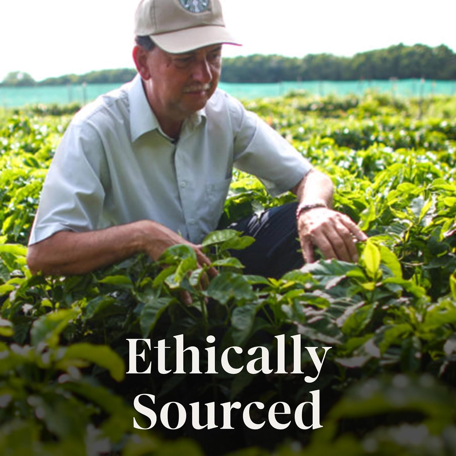 Starbucks Ground Coffee, Medium Roast Coffee, Pike Place Roast, 100% Arabica, 1 Bag (28 Oz)