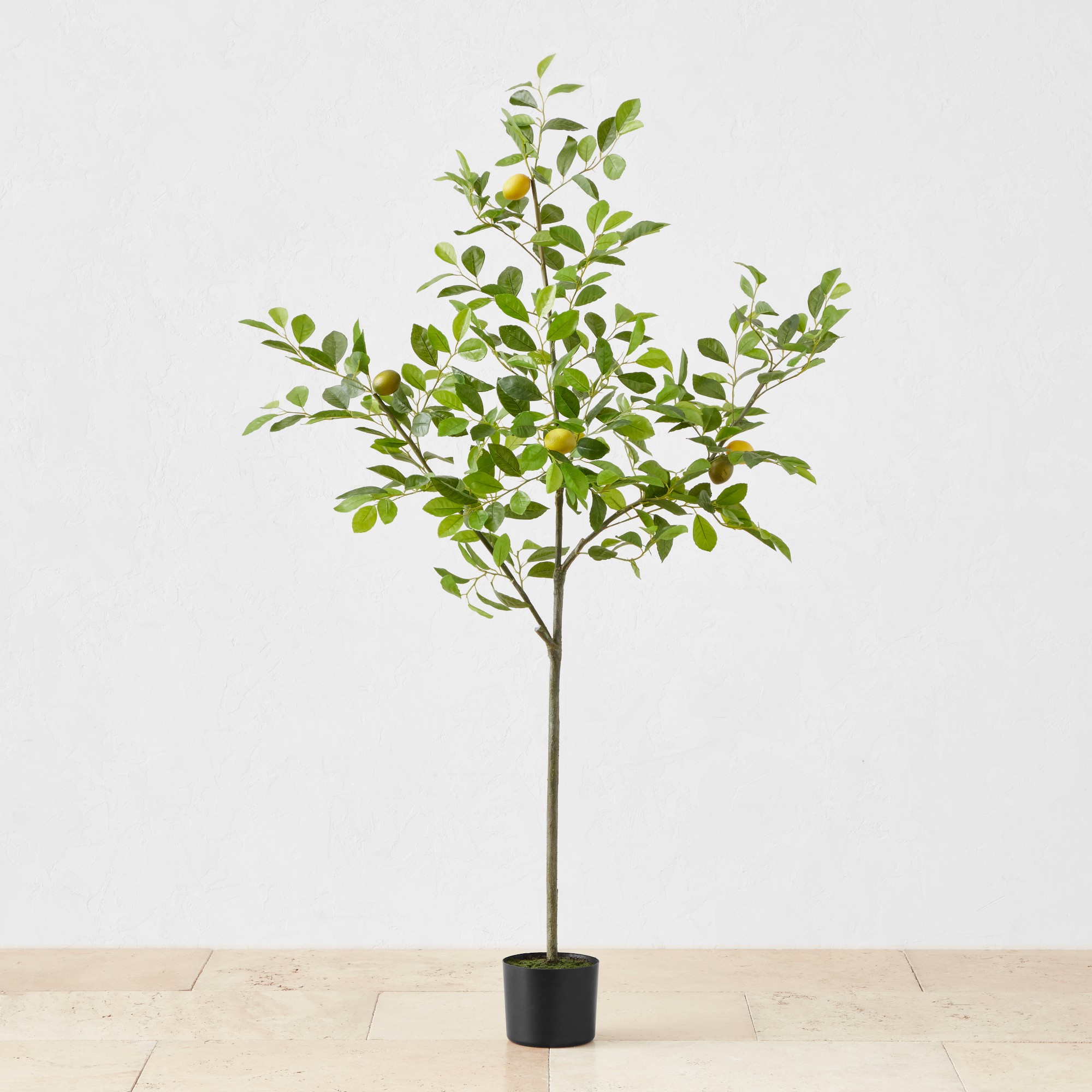 Faux Lemon Tree, 3'-5'