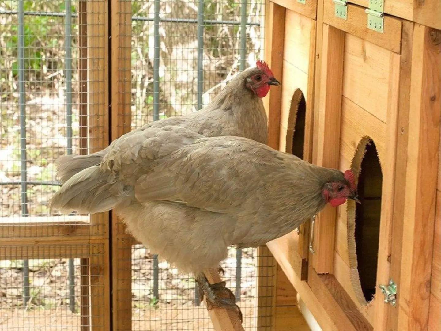 Walk-In Coop domed chicken house