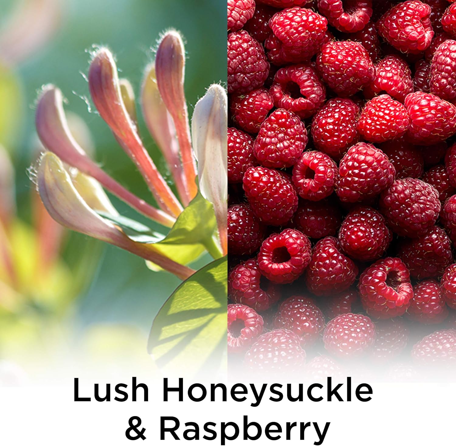 Air Wick Plug in Scented Oil Refill, 5 ct, Fresh Watermelon & Berries, Air Freshener, Essential Oils, Spring Collection