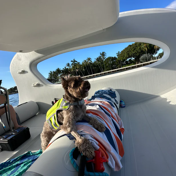 Elcat Splash Electric Boat